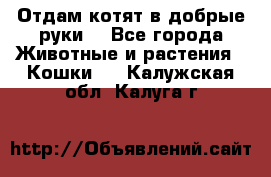 Отдам котят в добрые руки. - Все города Животные и растения » Кошки   . Калужская обл.,Калуга г.